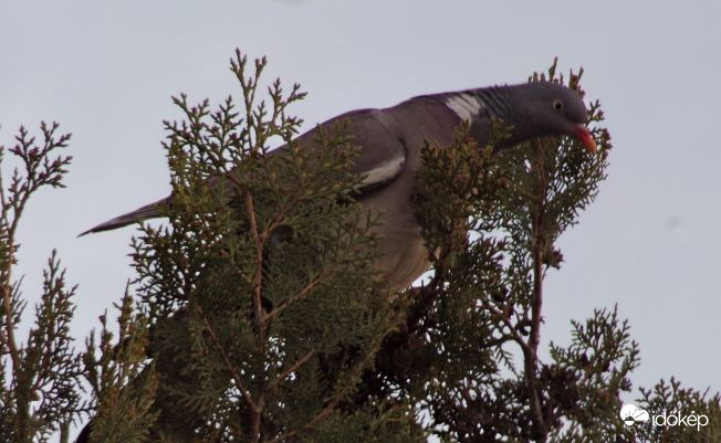 Tuja tetején nézelődő