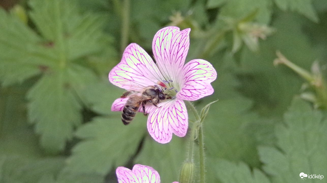 Méh beporozza a gólyaorrot