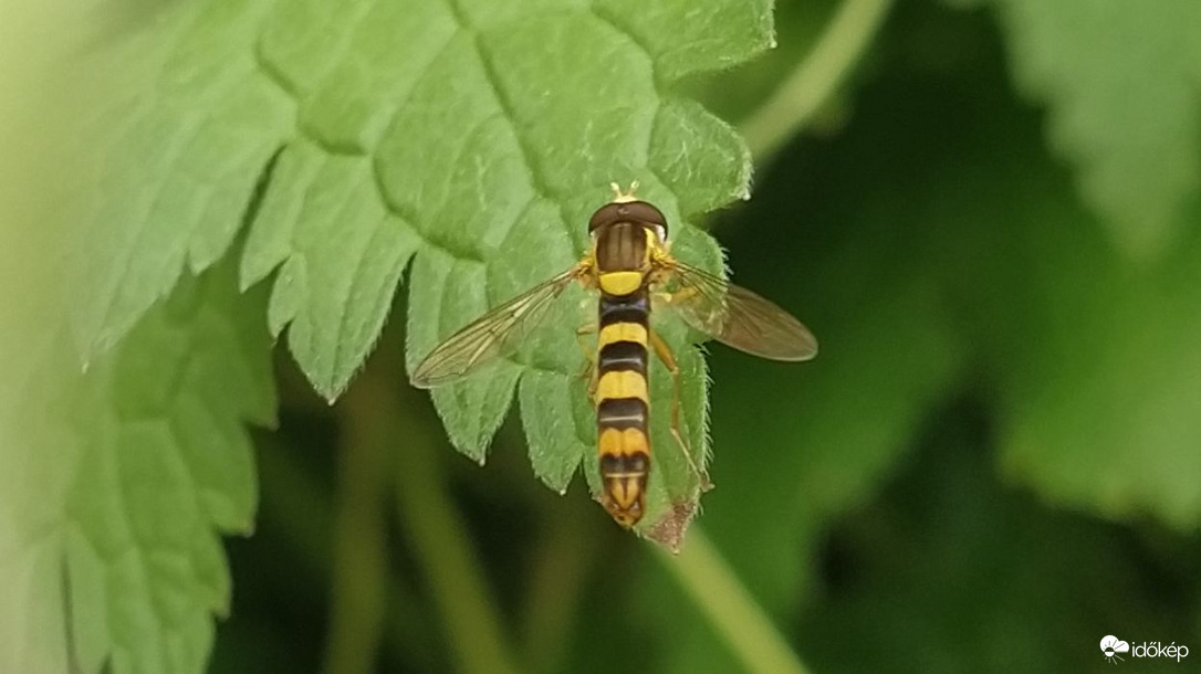 Egy szívesen látott vendég ma megpihent nálunk :)