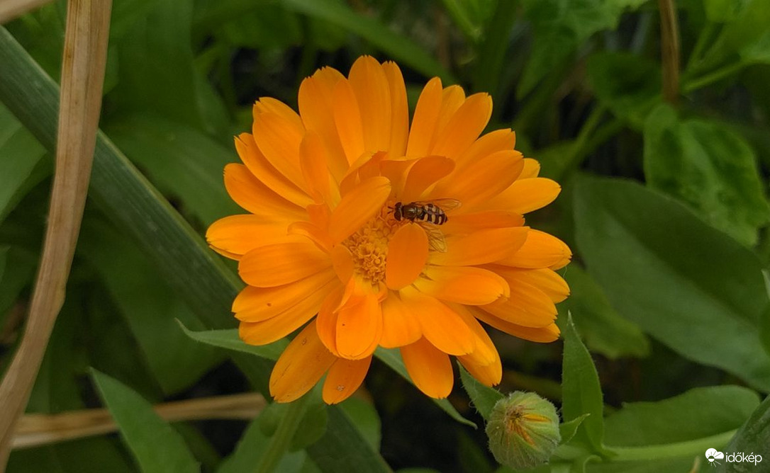 Mikor a virág és beporzója passzolnak egymáshoz :)