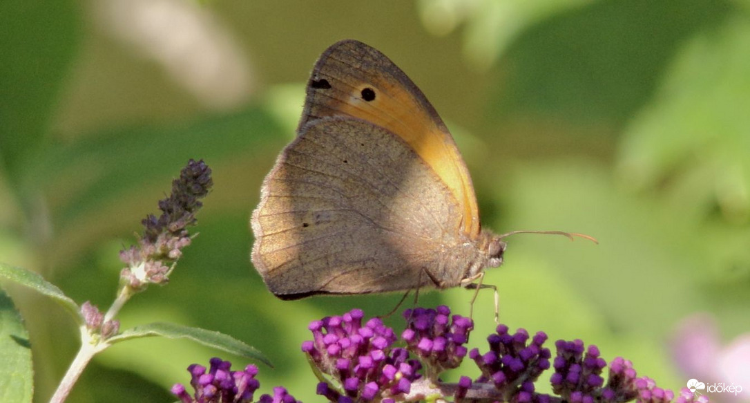 Nagy ökörszemlepke a ma reggeli vendég :)