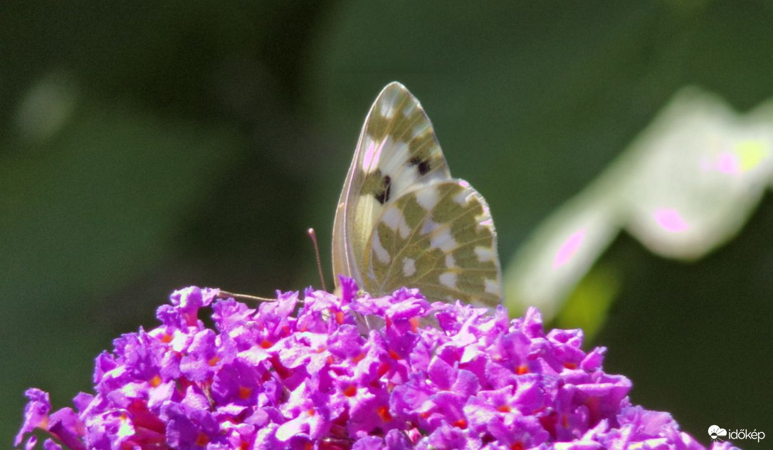 Rezedalepke a nyáriorgonán :)