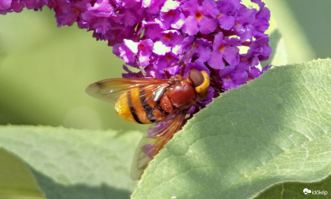 Beporzás kétöves pihelégy módra