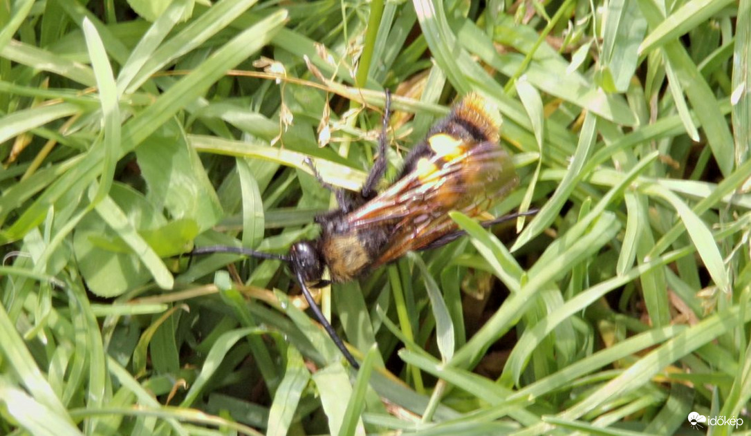 Óriás tőrösdarázs az új vendég