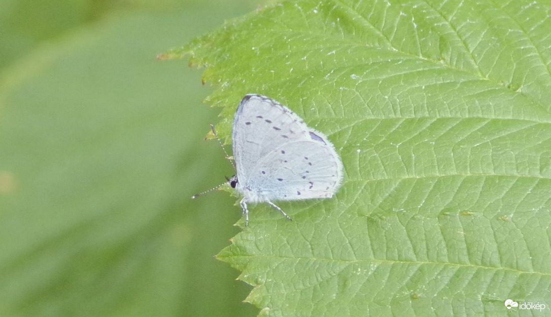 Bengeboglárka a ma délutáni vendég :)