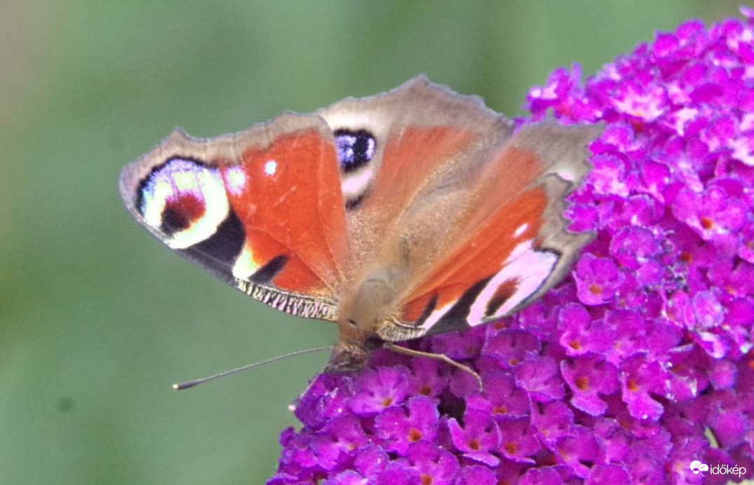 Nappali pávaszem a mai vendég :)