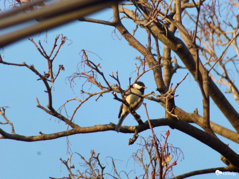 Széncinege a téli napsütésben 