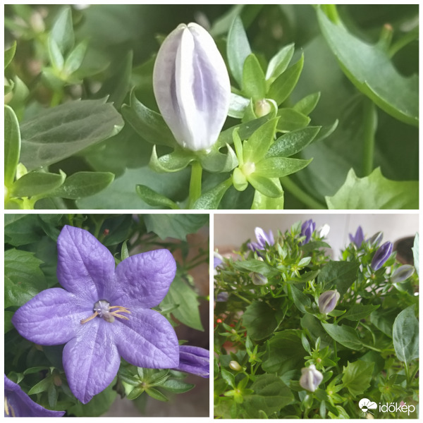 Campanula