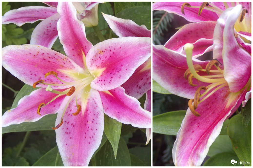Stargazer liliom kinyílás után, és egy másik a kertben kinyílás közben 
