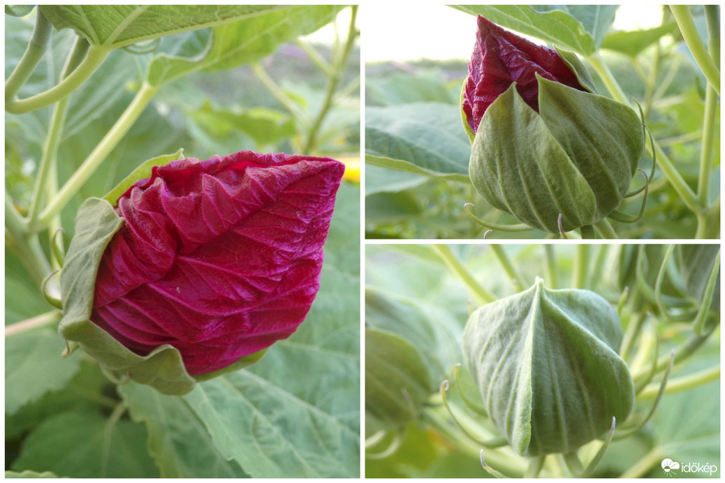 Bimbózik a Mocsári hibiszkusz :)