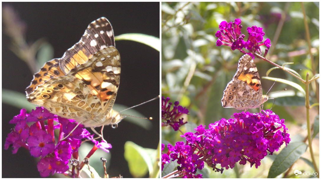 Közeli és távoli kép az egyik mai kert vendégünkről, a fiatal hím bogáncslepkéről :) 