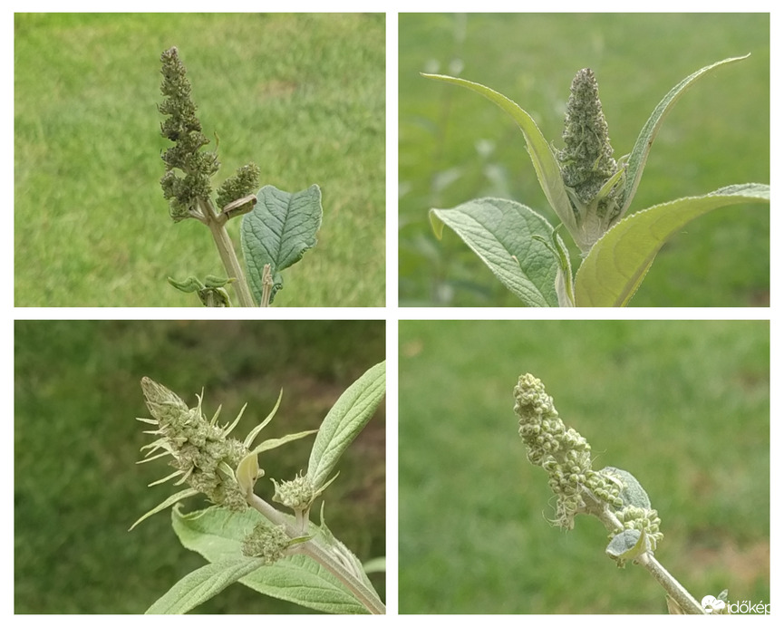 Hamarosan kinyíló nyáriorgona virágok