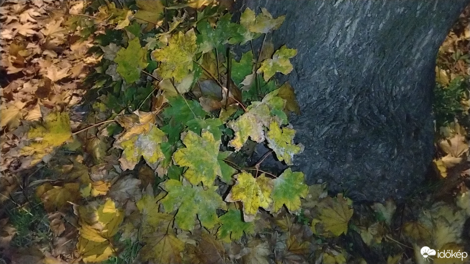 Őszi hangulat :)
