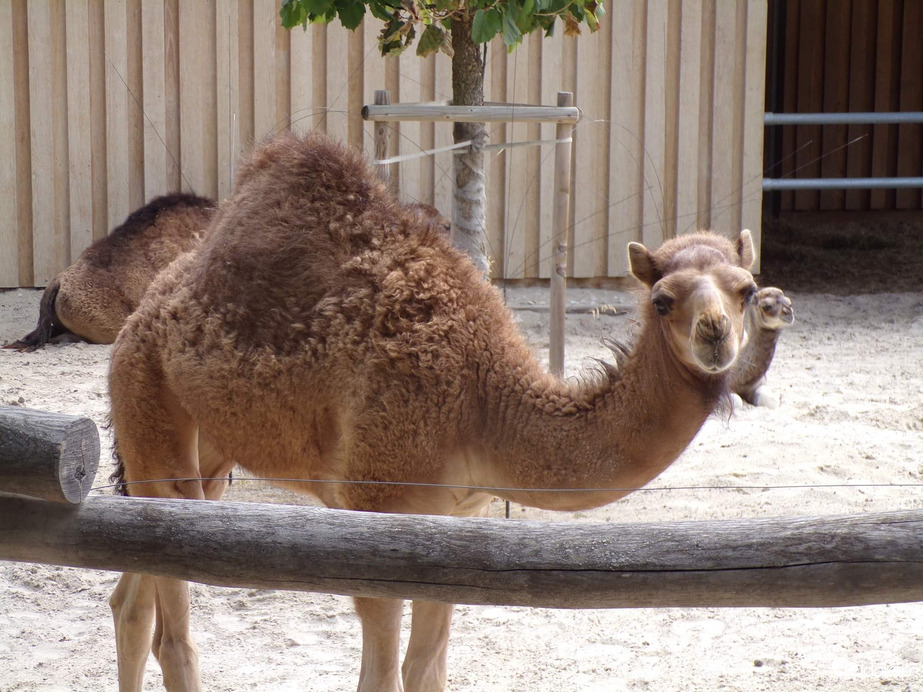 3-4 hónapos Dromedár csikó 
