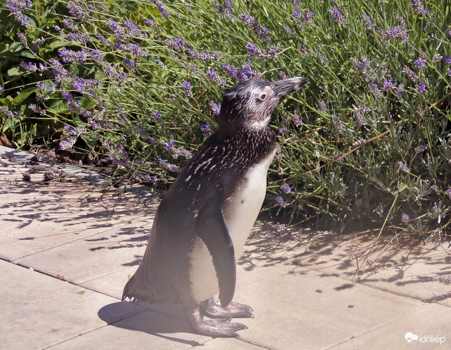 Picúr a pápaszemes pingvin fióka :)