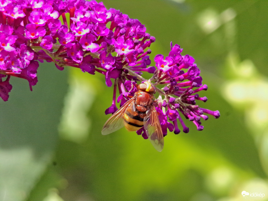 Nyáriorgonán megpihenő kétöves pihelégy 