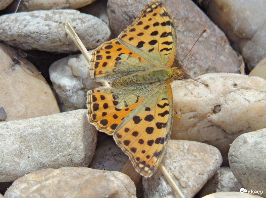 Miután pont elém száll le a kövekhez egy közönséges gyöngyházlepke pihenni :)