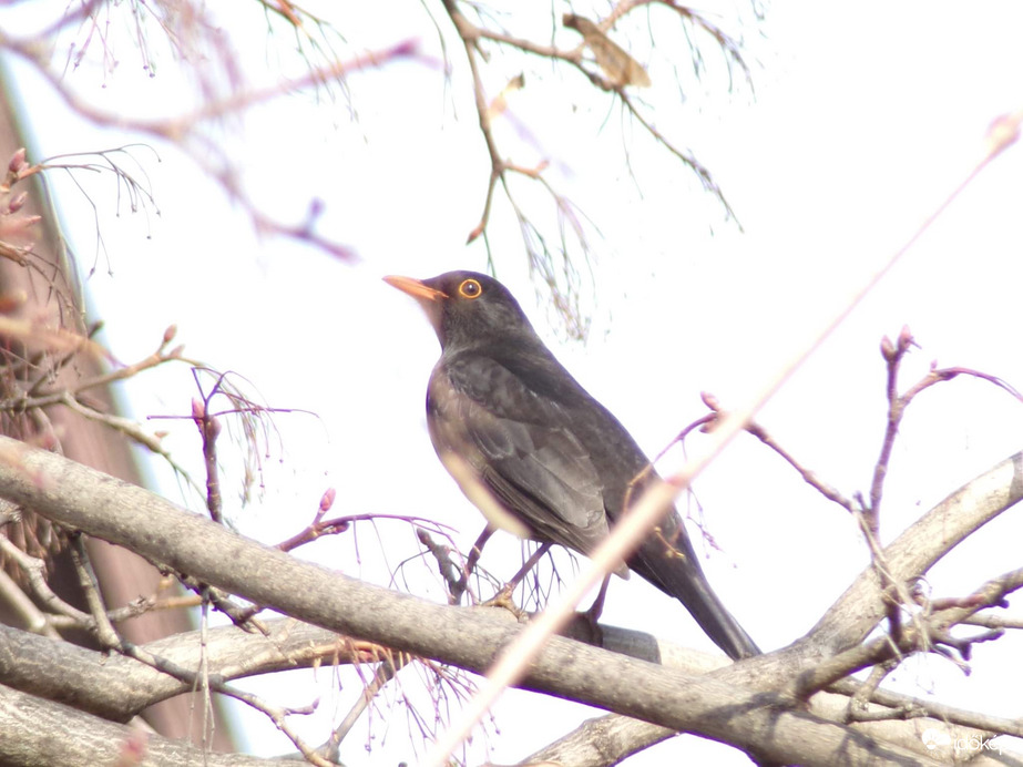 Fekete rigó napozik