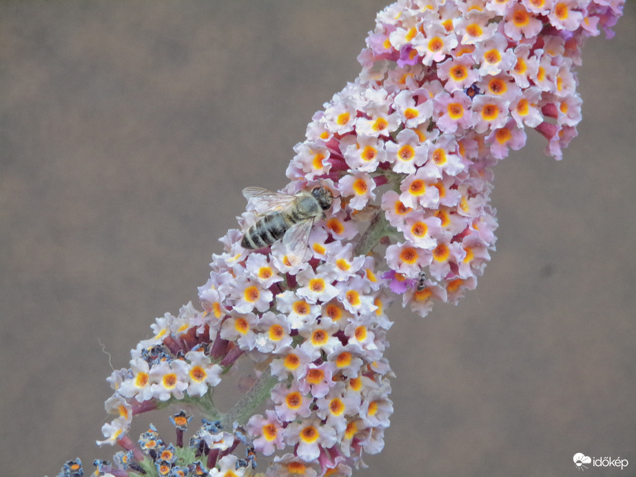 Nyáriorgonán megpihenő 