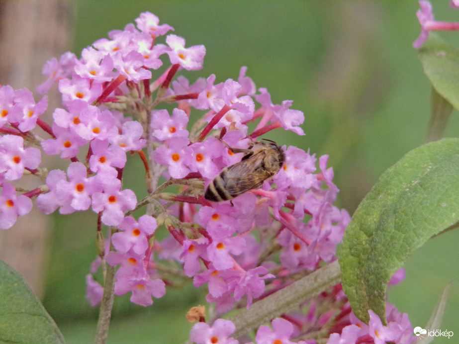 Szorgoskodó házi méh 