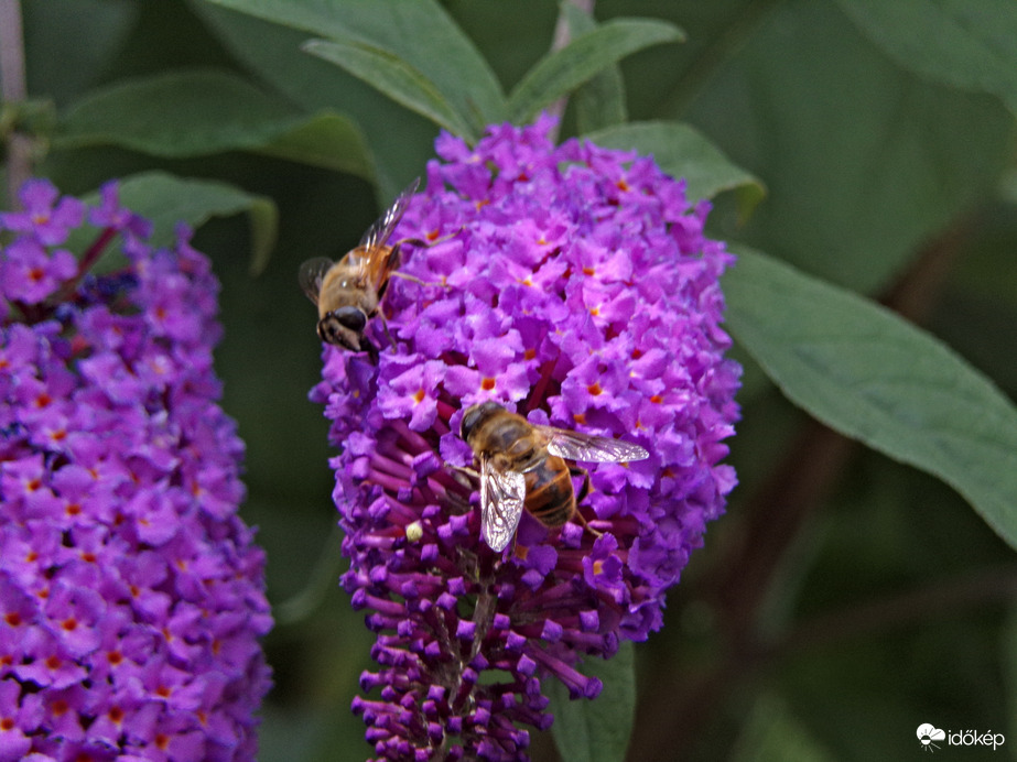 Együtt táplálkozó közönséges herelegyek 