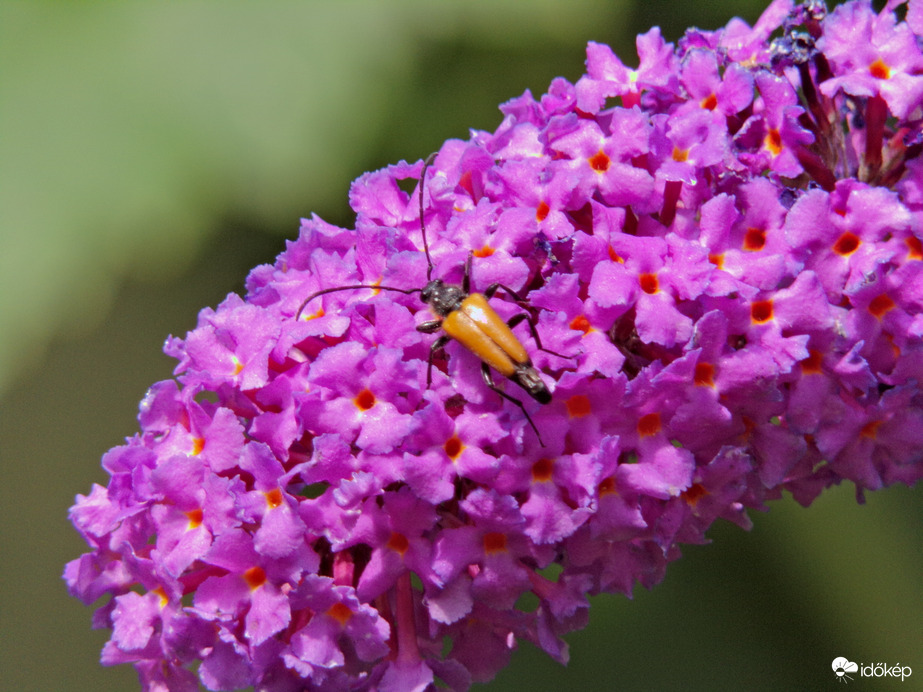 Szépséges vörhenyes virágcincér a nyáriorgonán :)