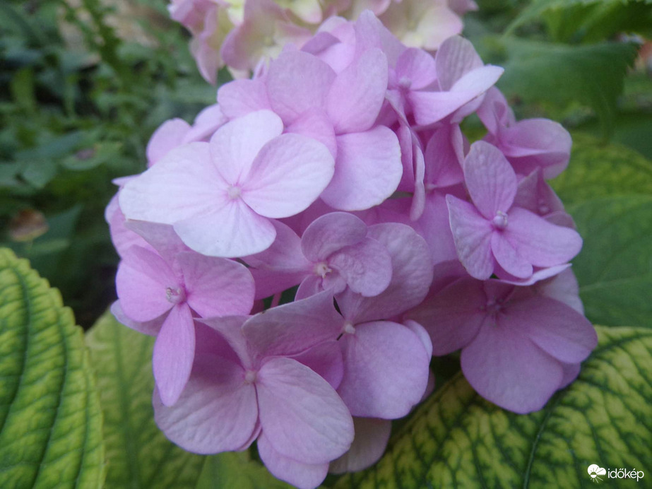 Hortenzia 