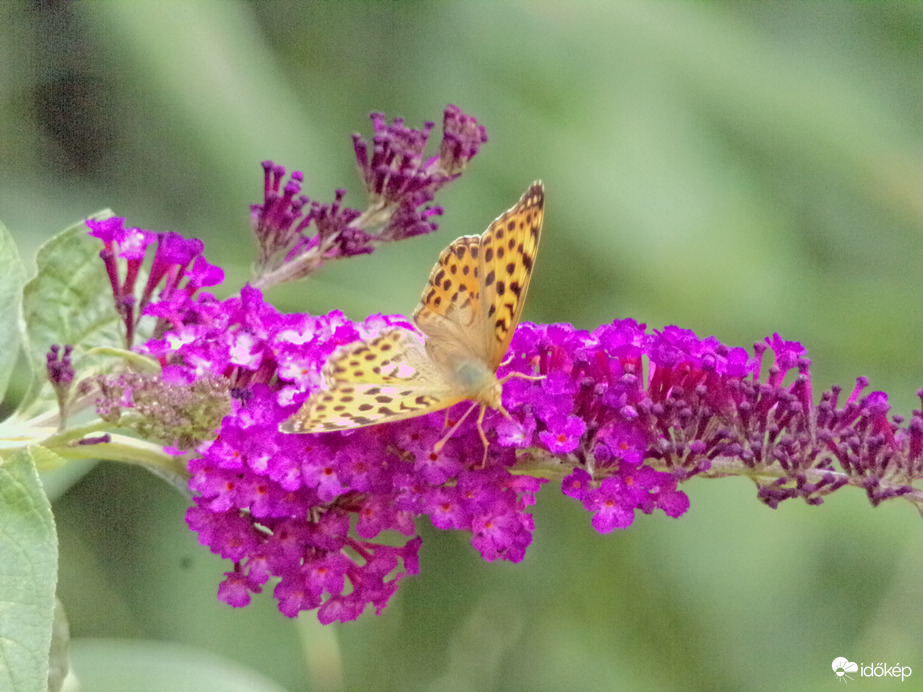 Megpihenő szépség 