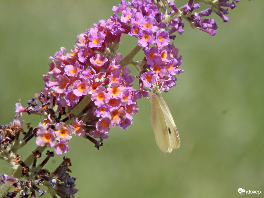 Az első idei nyáriorgonán lefotózott lepke