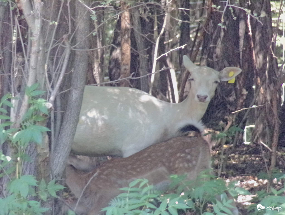 Dámvad anyuka és borja 