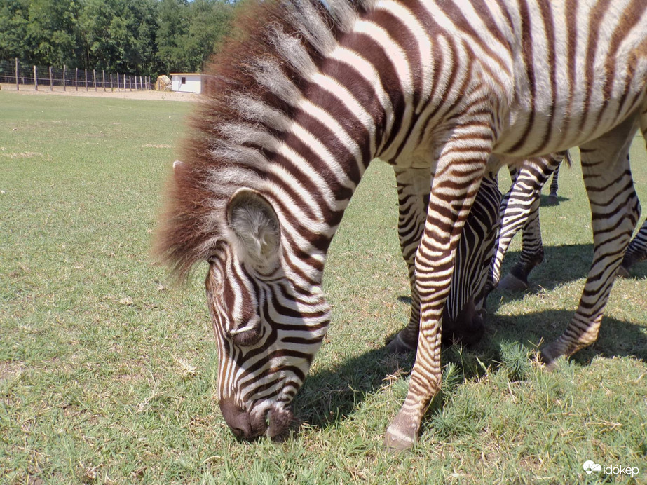 Kis kanca zebra legelés közben 