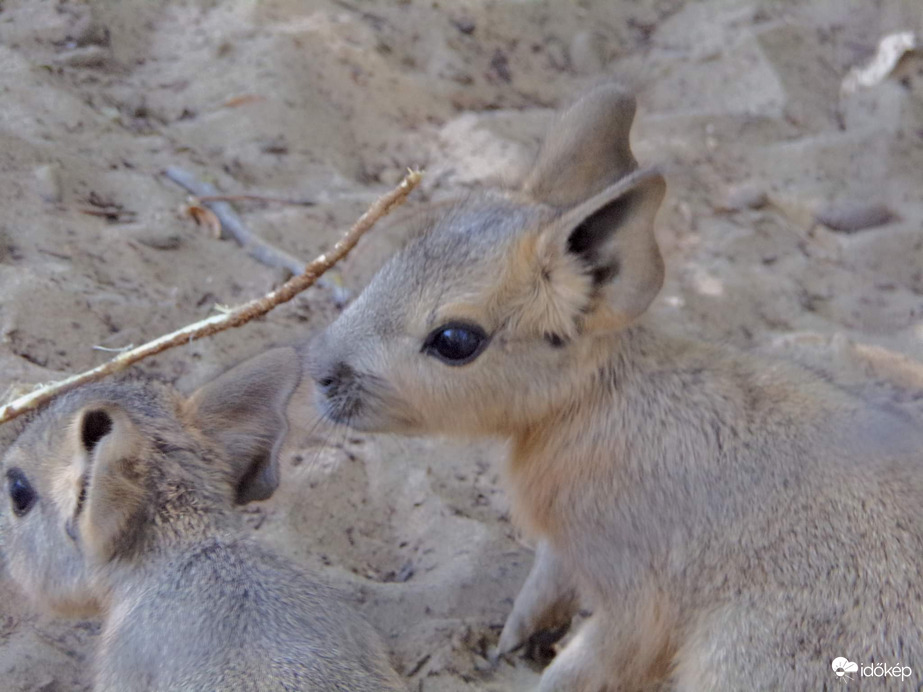 Nagy mara kölykök 