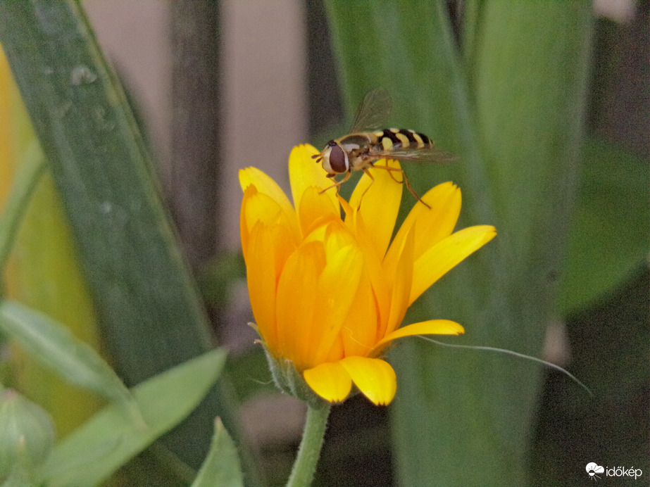 Körömvirágon megpihenő zengőlégy 