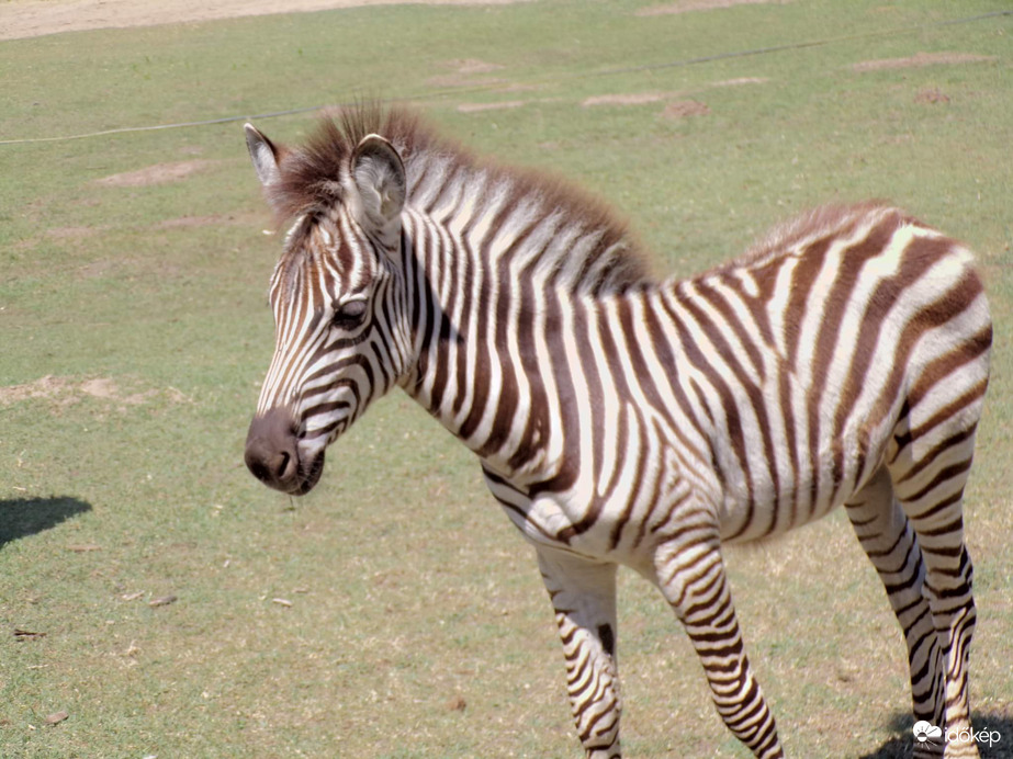 2 hónapos zebra csikó 