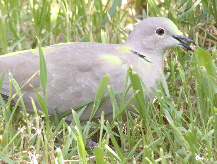Bátor balkáni gerle miután talált valamit 