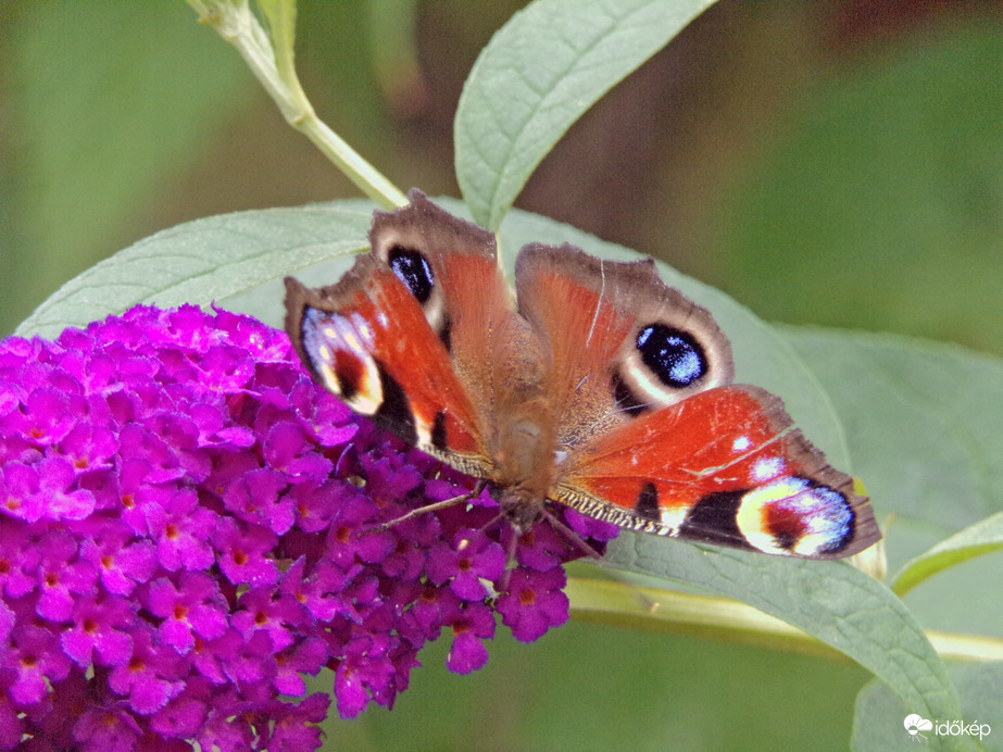 Nappali pávaszem :)