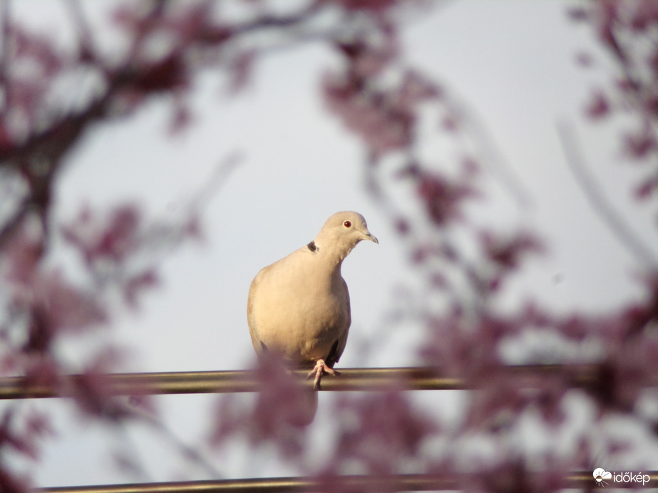 Virágzó fa mögött napozik a gerle