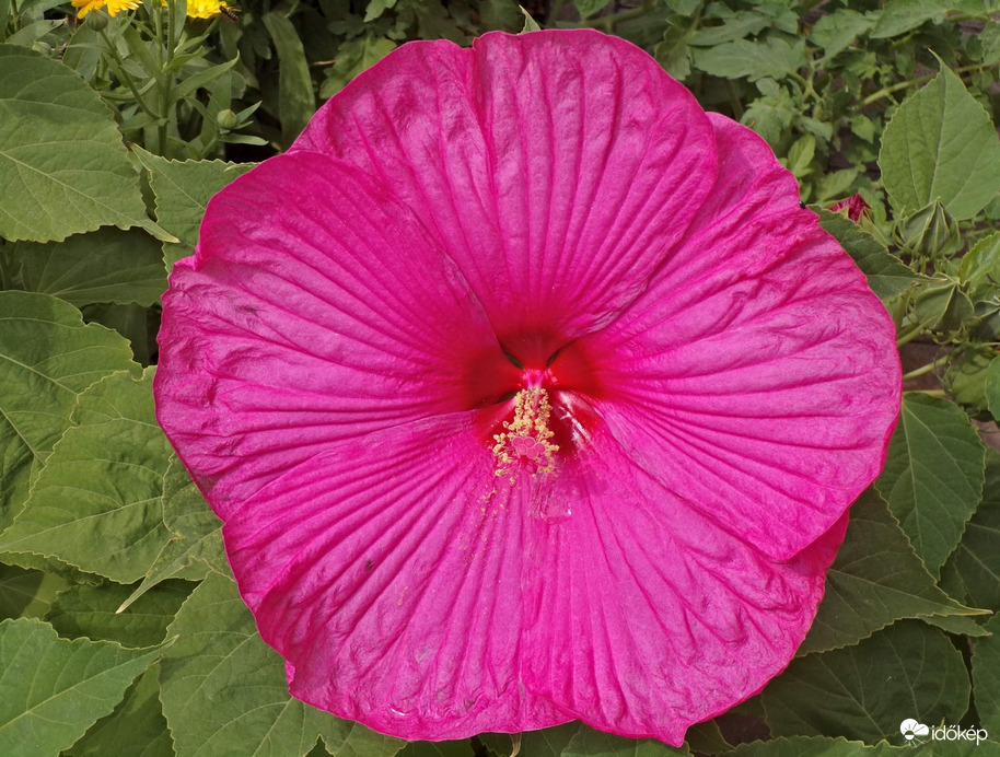 Gyönyörű Mocsári hibiszkuszunk :)