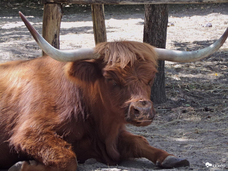 Skót-felföldi marha