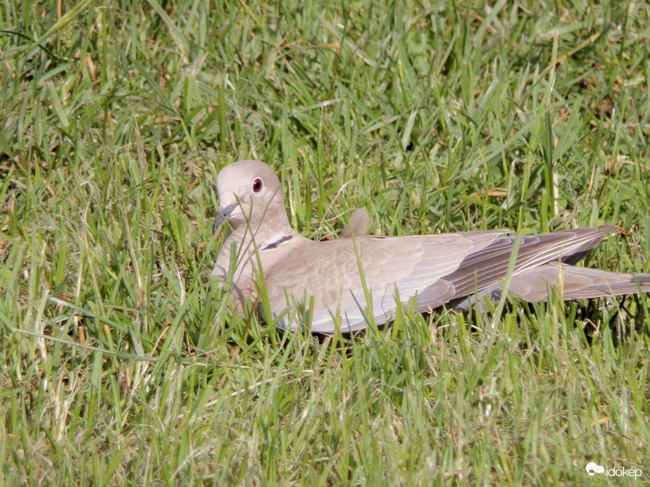 Napozó balkáni gerle 