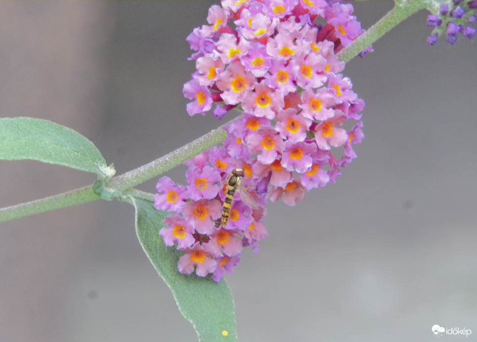 Darázslégy a nyáriorgonán :)