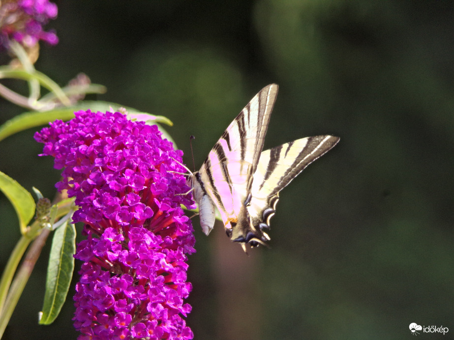 Kardoslepke táplálkozás közben :)