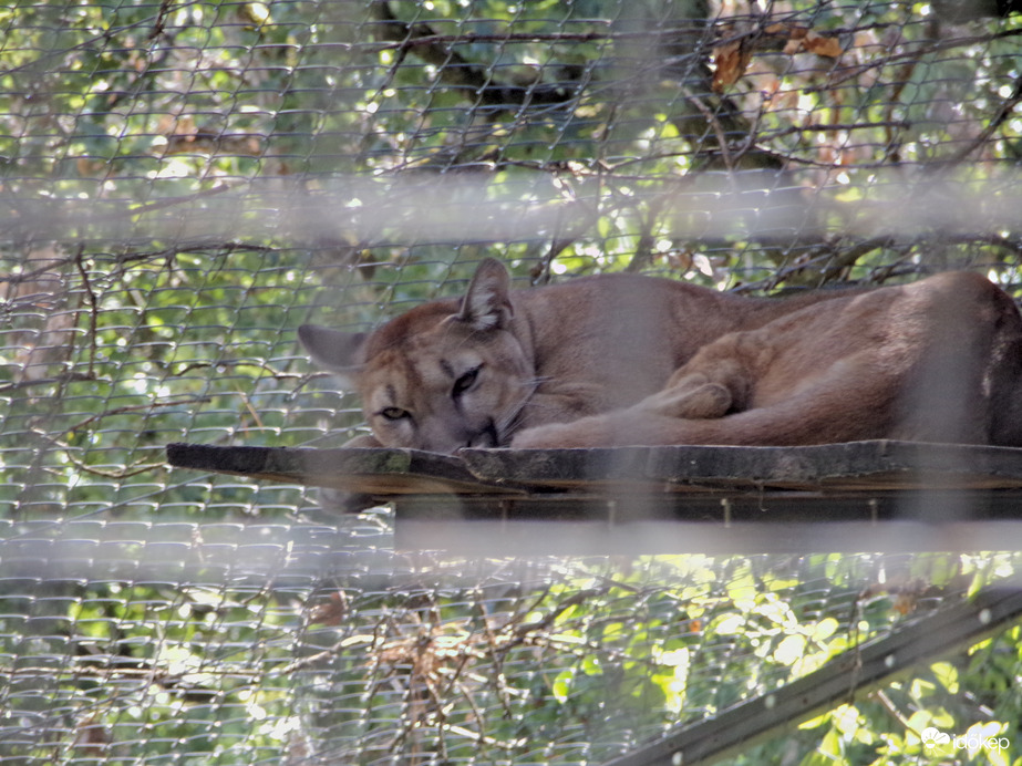 Puma