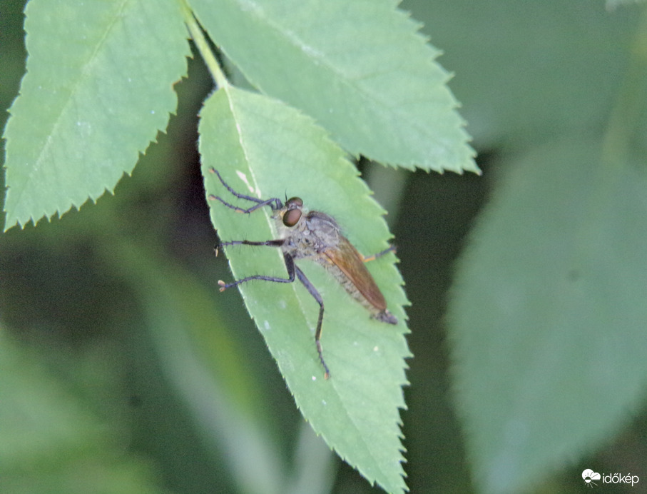Különös mai vendég a rablólégy