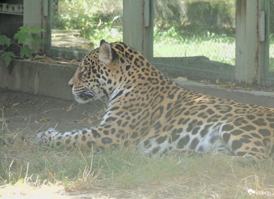 Jaguár 