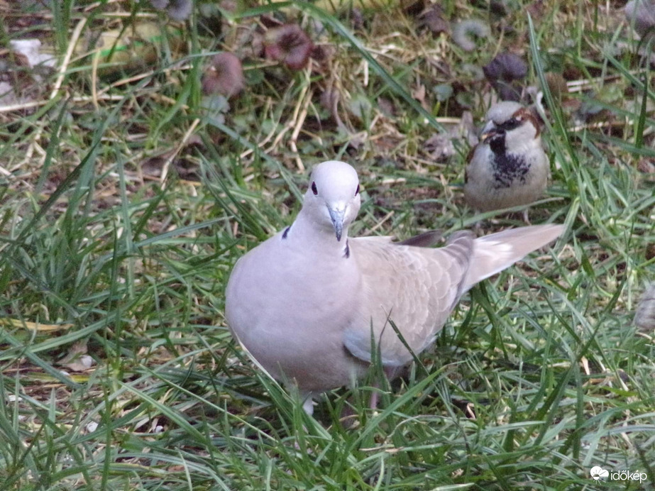 Házi veréb és balkáni gerle 