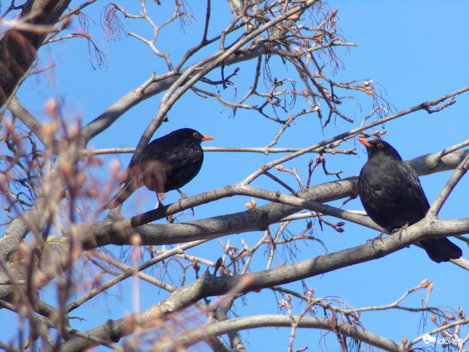 Egy fán nézelődik a két fekete rigó hím