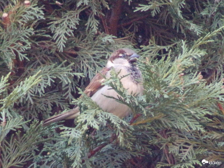 Házi veréb a tuján