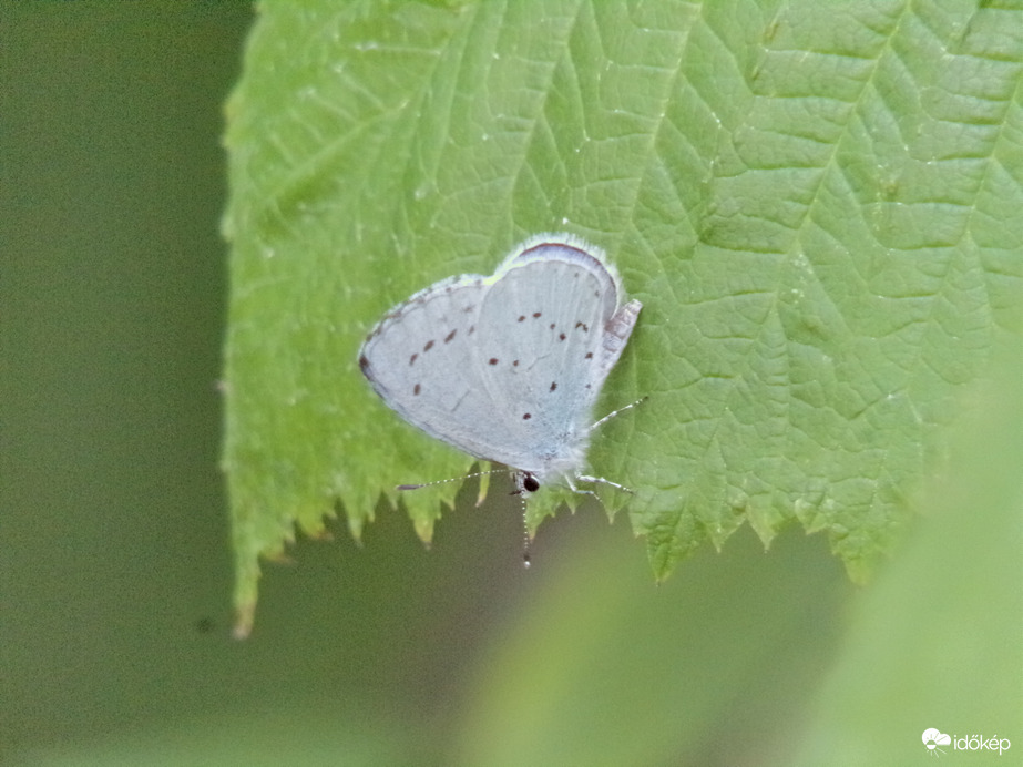 Szépséges bengeboglárka :)
