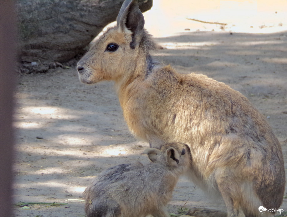 Nagy mara anya és kölyke 